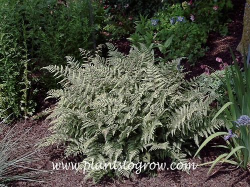 Bradford beauty (Athyrium filix-femina) This has the characteristics of the Japanese Painted Fern and the physical form of the Lady Fern